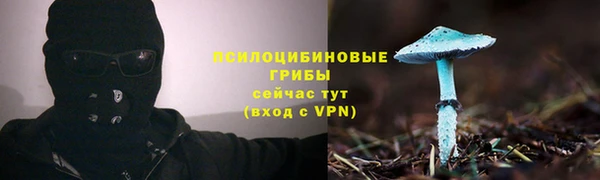 прущие грибы Аркадак